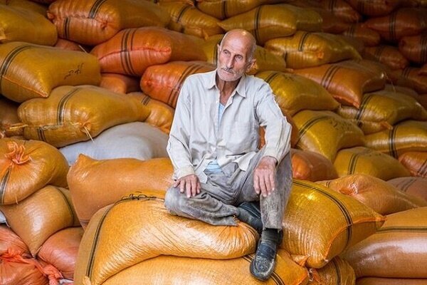 خرید برنج امسال گیلان توسط اتحادیه های تعاون روستایی!